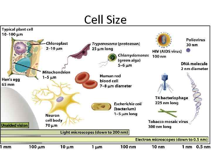 scale and size of cells        <h3 class=