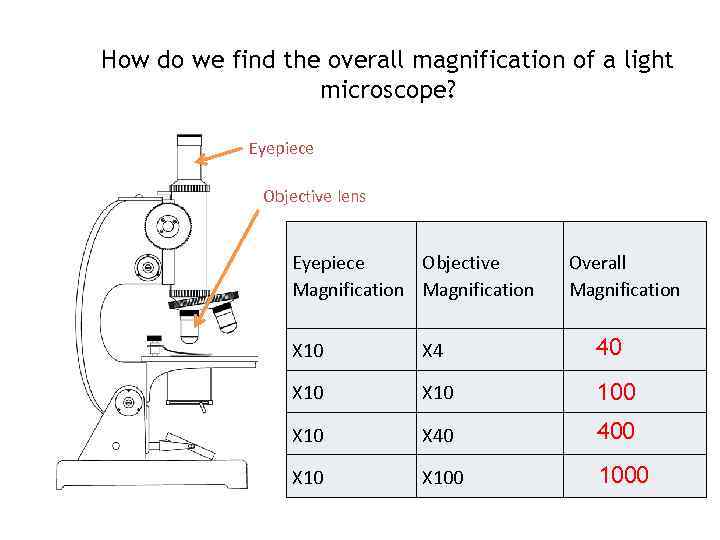 How do we find the overall magnification of a light microscope? Eyepiece Objective lens
