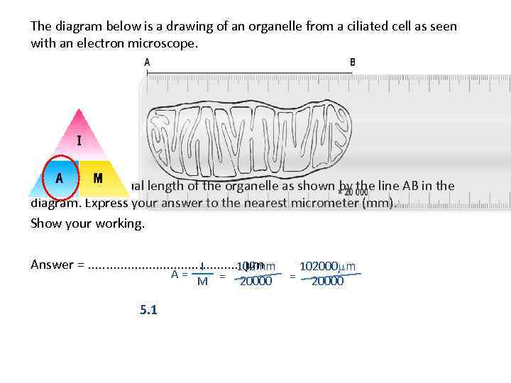 The diagram below is a drawing of an organelle from a ciliated cell as