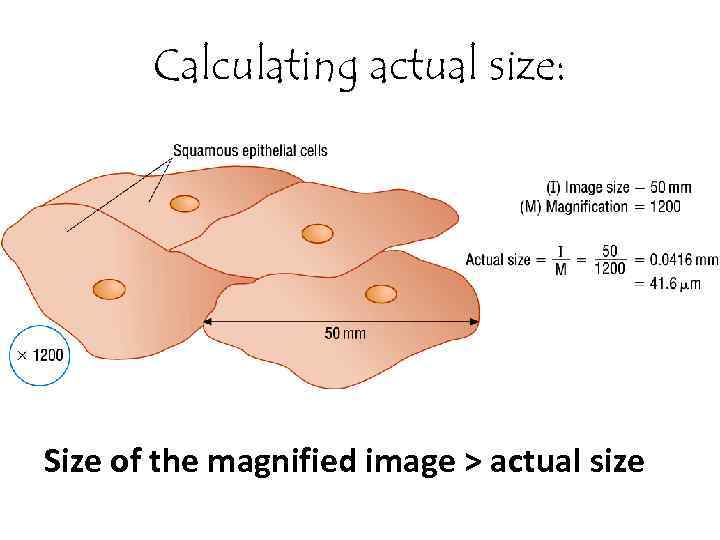 cell-size-microscope-measurement-how-big-is