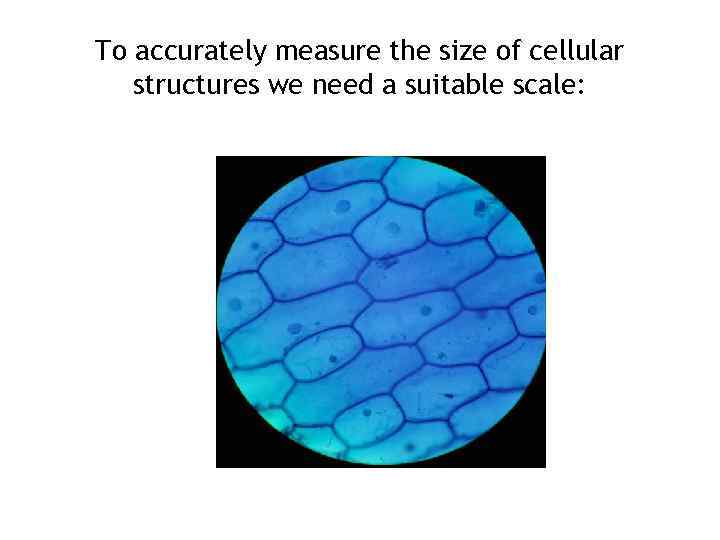 To accurately measure the size of cellular structures we need a suitable scale: 