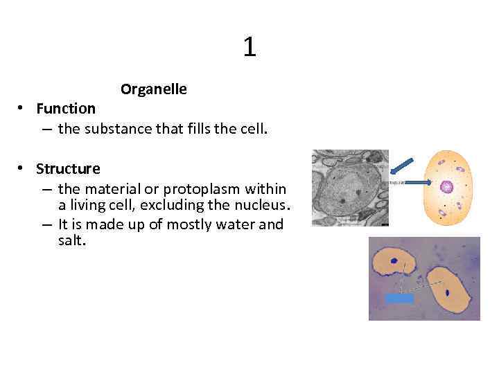 1 Organelle • Function – the substance that fills the cell. • Structure –