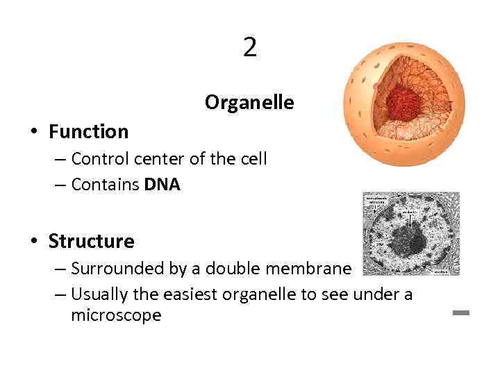 2 Organelle • Function – Control center of the cell – Contains DNA •