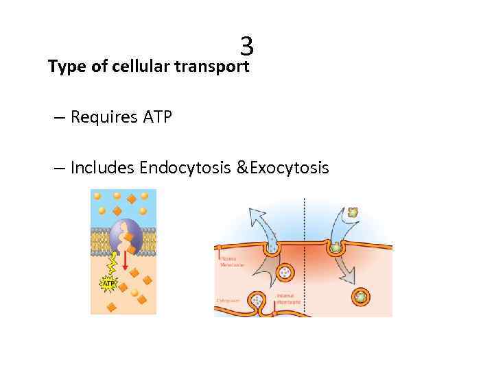 3 Type of cellular transport – Requires ATP – Includes Endocytosis &Exocytosis 