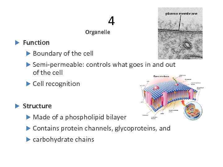 4 Organelle Function Boundary of the cell Semi-permeable: controls what goes in and out