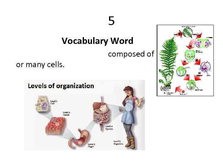 5 Vocabulary Word composed of several or many cells. 