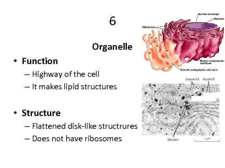 6 Organelle • Function – Highway of the cell – It makes lipid structures