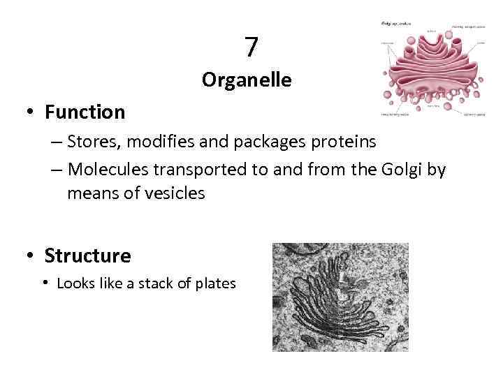 7 Organelle • Function – Stores, modifies and packages proteins – Molecules transported to