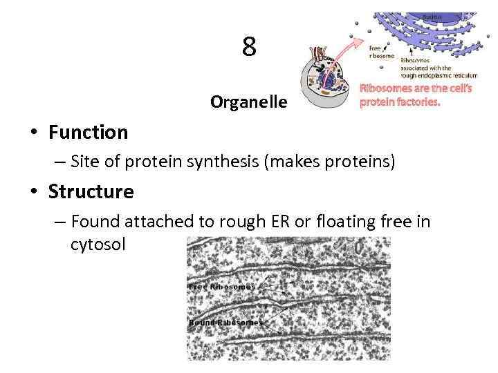 8 Organelle • Function – Site of protein synthesis (makes proteins) • Structure –