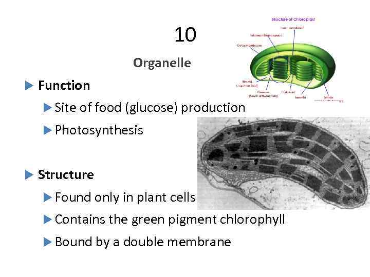 10 Organelle Function Site of food (glucose) production Photosynthesis Structure Found only in plant