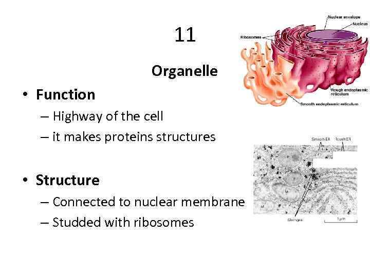 Topic Cells Organelles Learning Objectives Explain