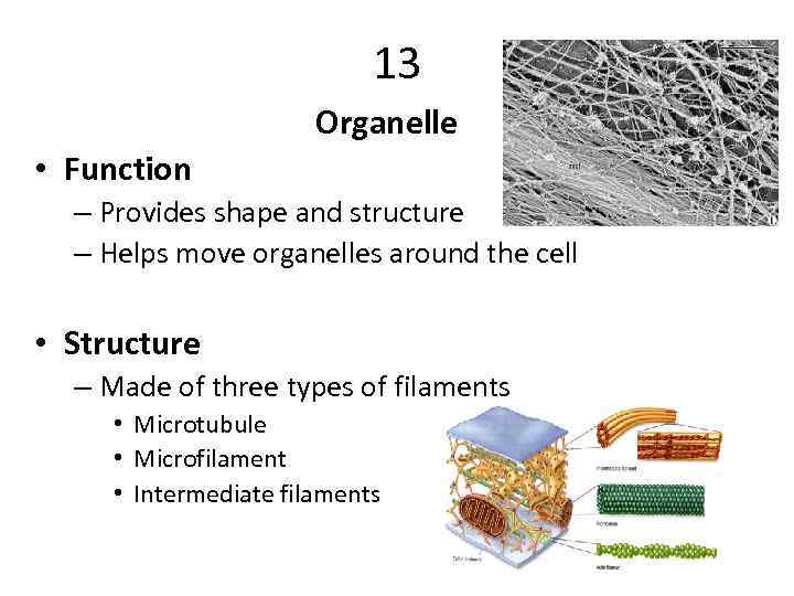 13 Organelle • Function – Provides shape and structure – Helps move organelles around