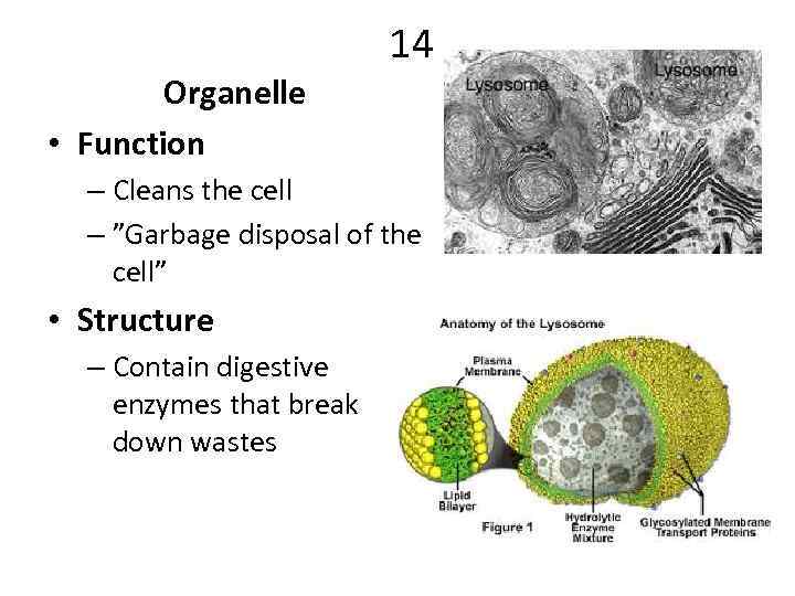 14 Organelle • Function – Cleans the cell – ”Garbage disposal of the cell”