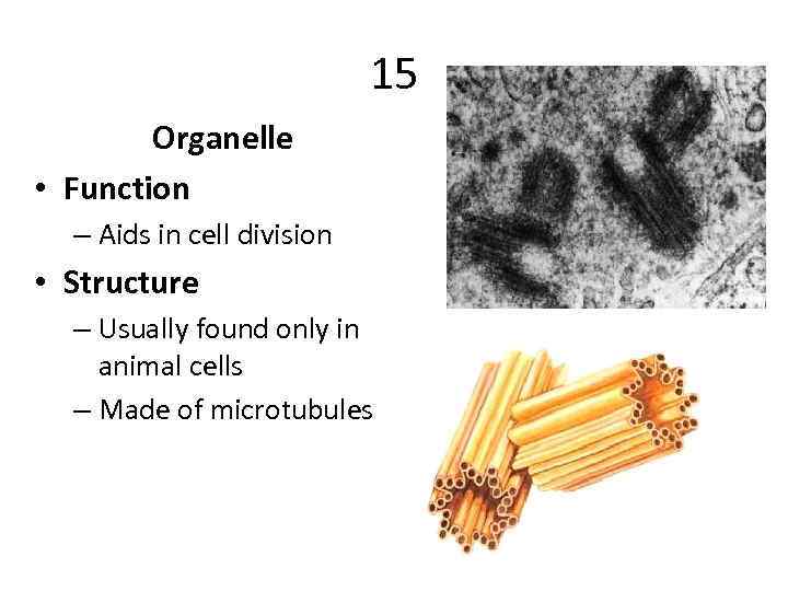 15 Organelle • Function – Aids in cell division • Structure – Usually found