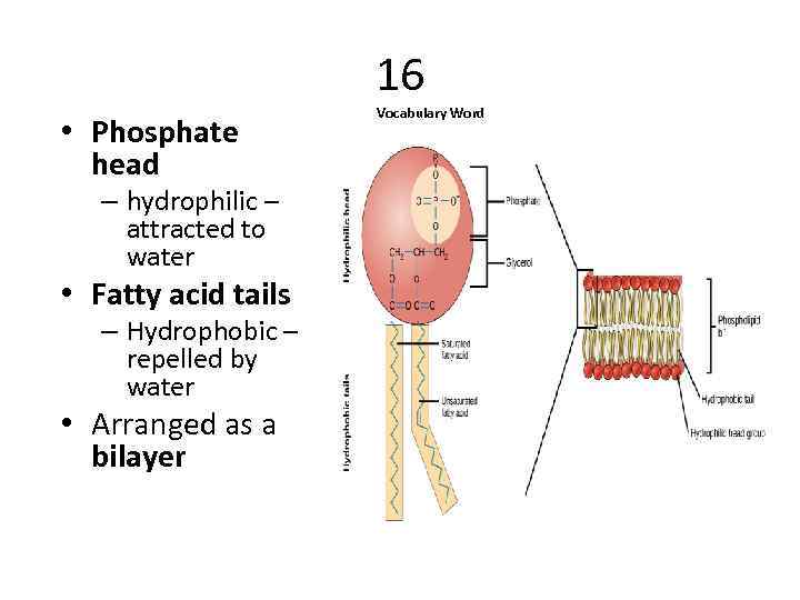 16 • Phosphate head – hydrophilic – attracted to water • Fatty acid tails