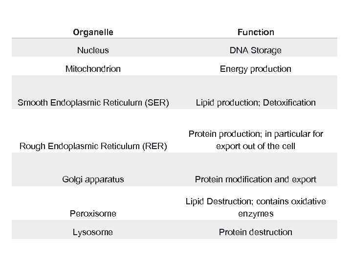 Organelle Function Nucleus DNA Storage Mitochondrion Energy production Smooth Endoplasmic Reticulum (SER) Lipid production;