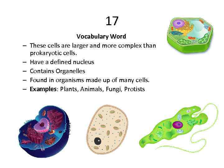 17 – – – Vocabulary Word These cells are larger and more complex than