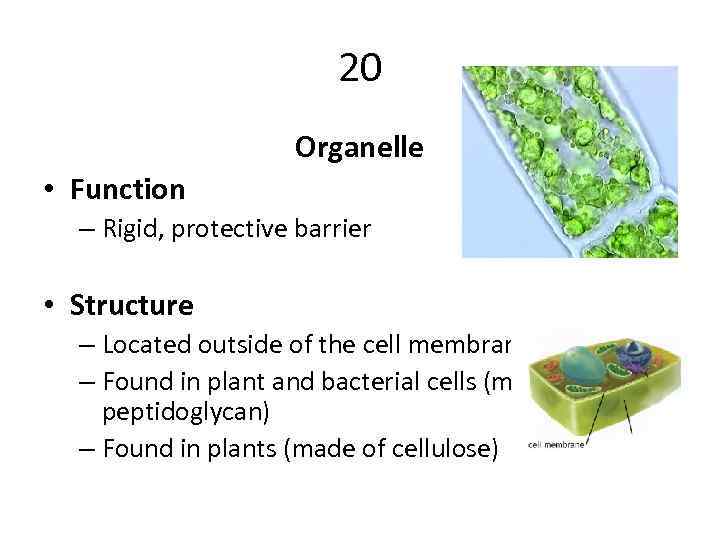 20 Organelle • Function – Rigid, protective barrier • Structure – Located outside of