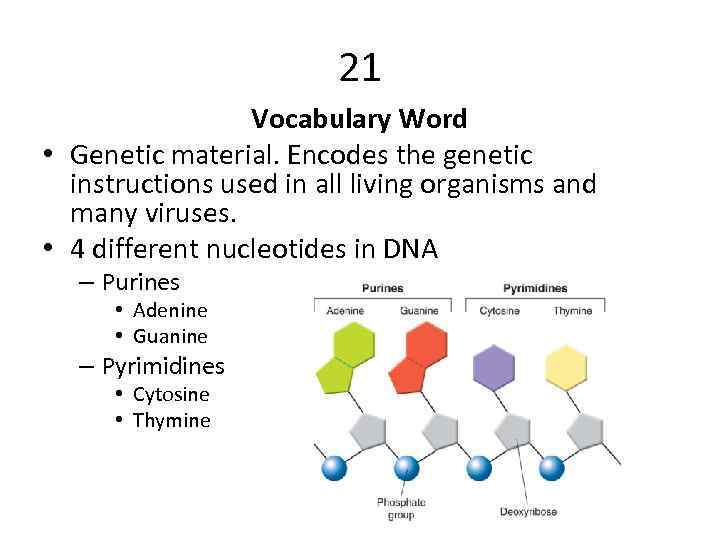 21 Vocabulary Word • Genetic material. Encodes the genetic instructions used in all living