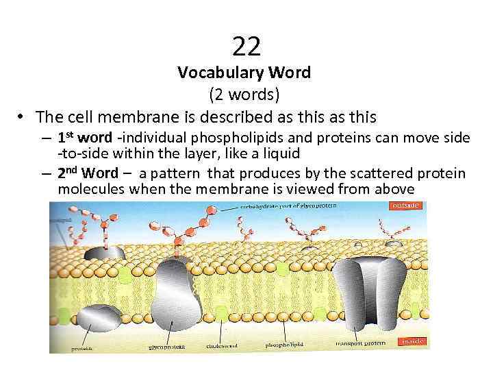 22 Vocabulary Word (2 words) • The cell membrane is described as this –