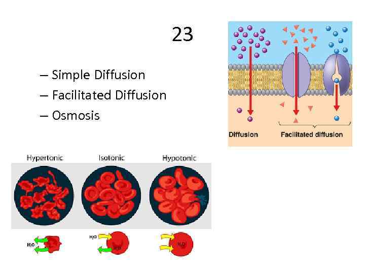 23 – Simple Diffusion – Facilitated Diffusion – Osmosis 