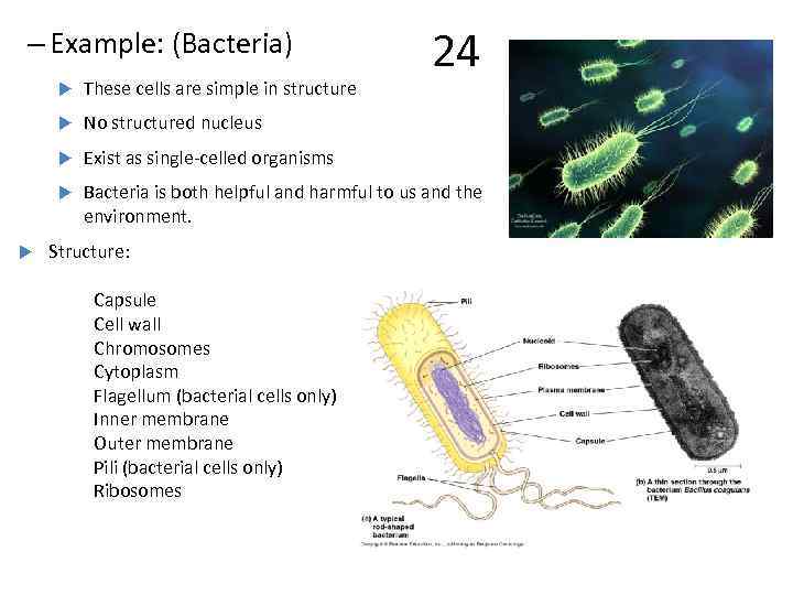 – Example: (Bacteria) 24 No structured nucleus Exist as single-celled organisms These cells are