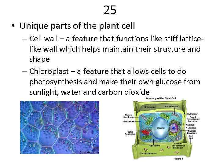 25 • Unique parts of the plant cell – Cell wall – a feature