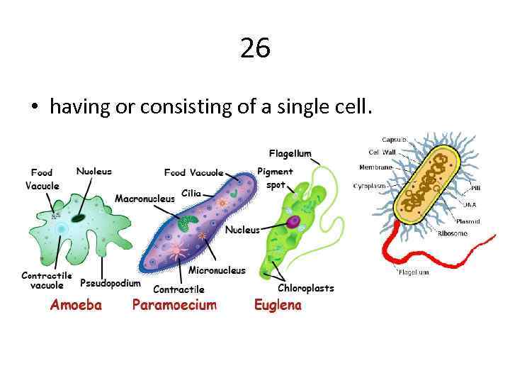 26 • having or consisting of a single cell. 