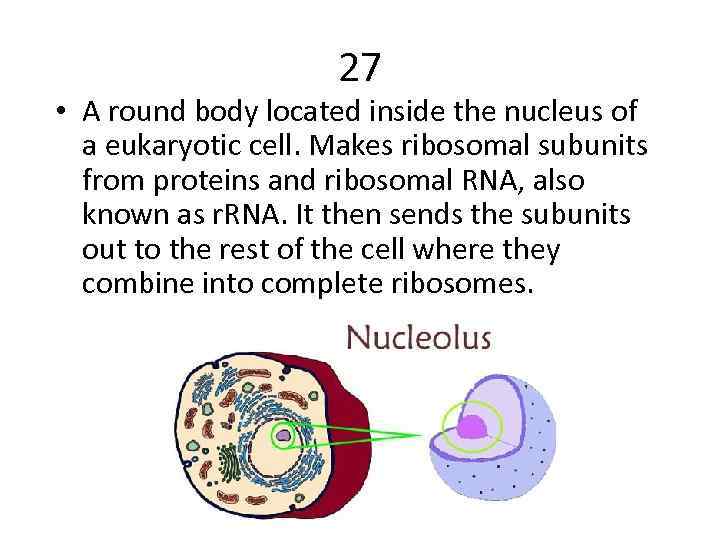 27 • A round body located inside the nucleus of a eukaryotic cell. Makes