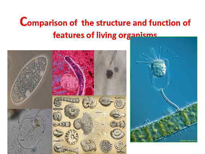 Comparison of the structure and function of features of living organisms 