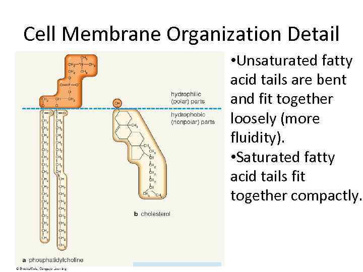 Cell Membrane Organization Detail • Unsaturated fatty acid tails are bent and fit together