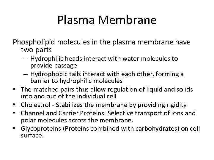 Plasma Membrane Phospholipid molecules in the plasma membrane have two parts • • –