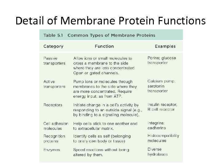 Detail of Membrane Protein Functions 