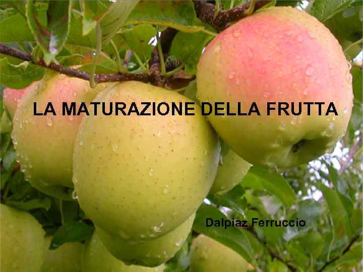 LA MATURAZIONE DELLA FRUTTA Dalpiaz Ferruccio 
