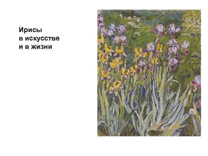 Ирисы в искусстве и в жизни 