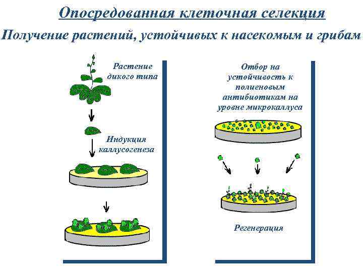 Опосредованная клеточная селекция Получение растений, устойчивых к насекомым и грибам Растение дикого типа Отбор