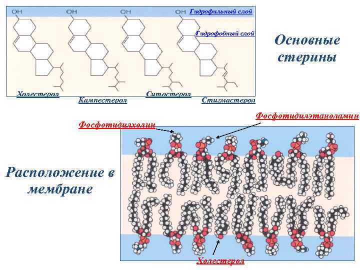 Гидрофильный слой Гидрофобный слой Холестерол Кампестерол Ситостерол Основные стерины Стигмастерол Фосфотидилэтаноламин Фосфотидилхолин Расположение в