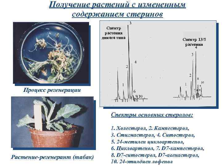 Получение растений с измененным содержанием стеринов Спектр растения дикого типа Спектр 13/5 растения Процесс