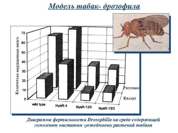 Количество выращенных имаго Модель табак- дрозофила Растение Каллус Диаграмма фертильности Drosophilla на среде содержащей