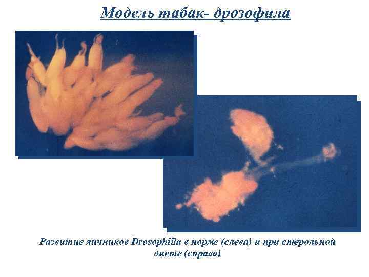 Модель табак- дрозофила Развитие яичников Drosophilla в норме (слева) и при стерольной диете (справа)