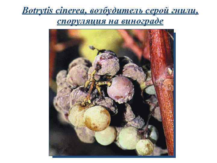 Botrytis cinerea, возбудитель серой гнили, споруляция на винограде 