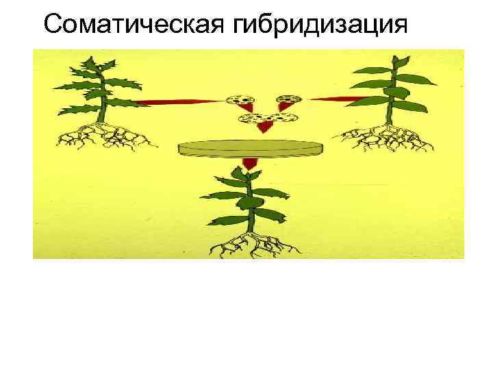 Соматическая гибридизация 