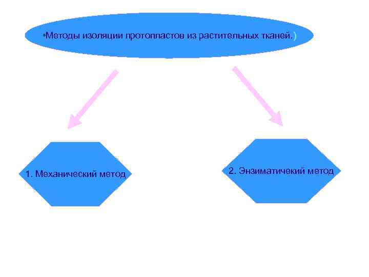  • Методы изоляции протопластов из растительных тканей. ) 1. Механический метод 2. Энзиматичекий
