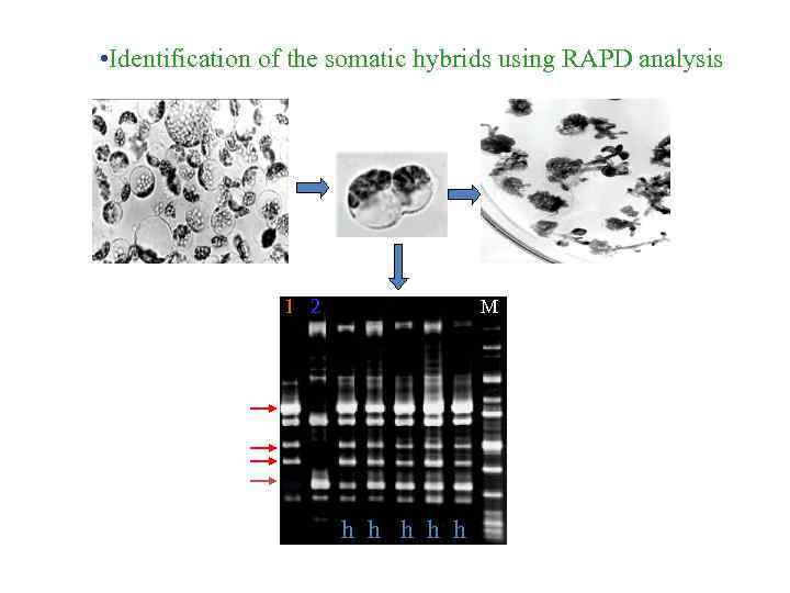  • Identification of the somatic hybrids using RAPD analysis 1 2 M h