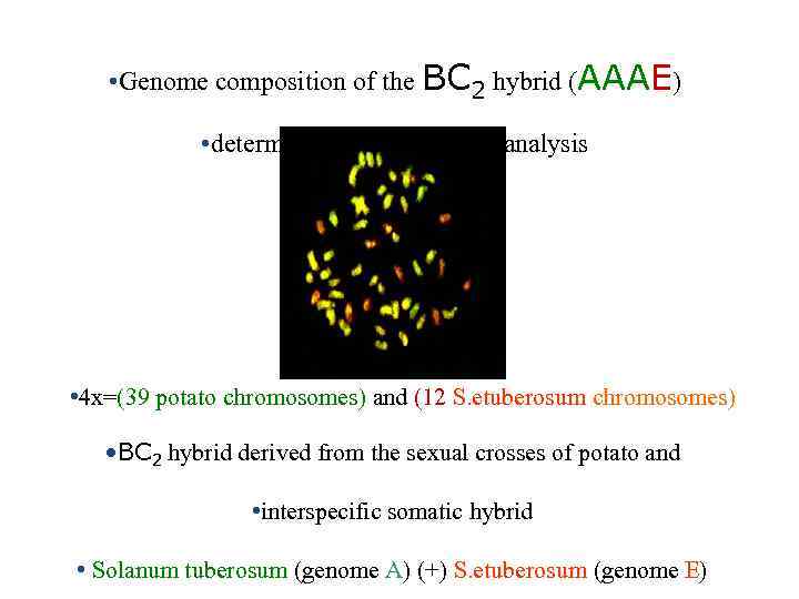  • Genome composition of the BC 2 hybrid (AAAE) AAA • determined by