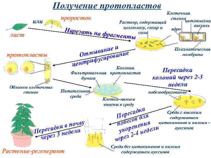 Получение протопластов или проросток Нарезать н Клеточная стенка цитоплазма Раствор, содержащий вакуоль целлюлазу, сахар