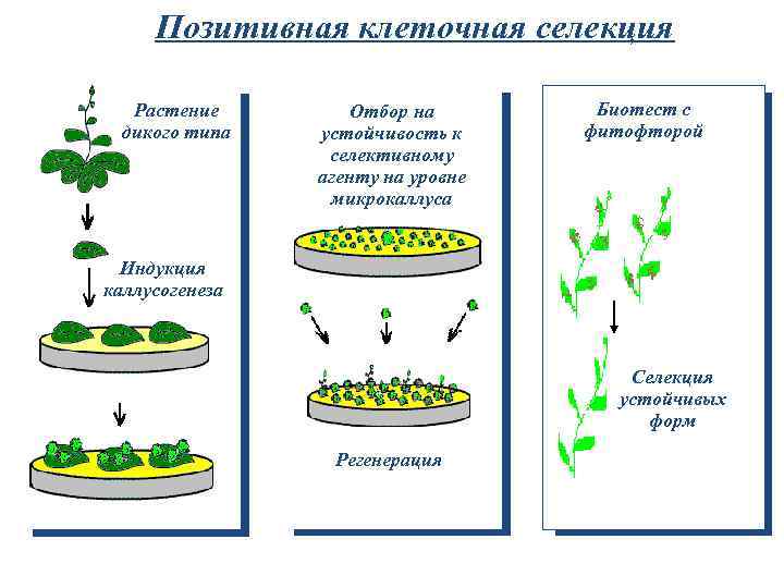 Позитивная клеточная селекция Растение дикого типа Отбор на устойчивость к селективному агенту на уровне