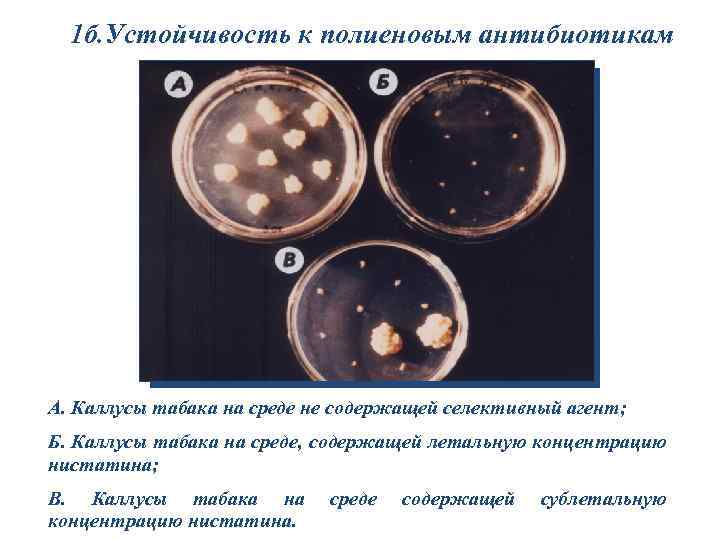 1 б. Устойчивость к полиеновым антибиотикам A. Каллусы табака на среде не содержащей селективный