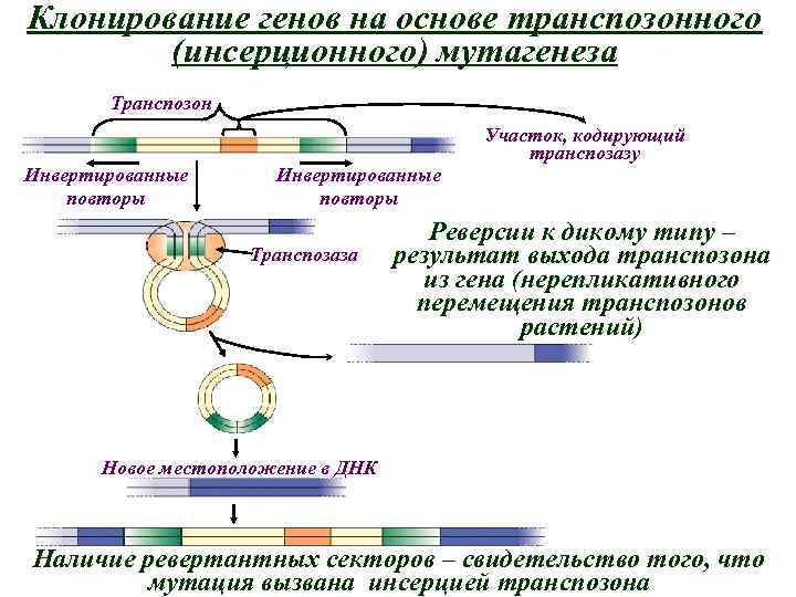 Клонирование генов на основе транспозонного (инсерционного) мутагенеза Транспозон Участок, кодирующий транспозазу Инвертированные повторы Транспозаза