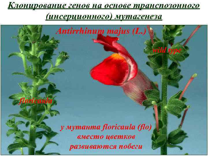 Клонирование генов на основе транспозонного (инсерционного) мутагенеза Antirrhinum majus (L. ) wild type floricaula